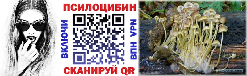 Псилоцибиновые грибы Psilocybe  OMG как войти  Кыштым 